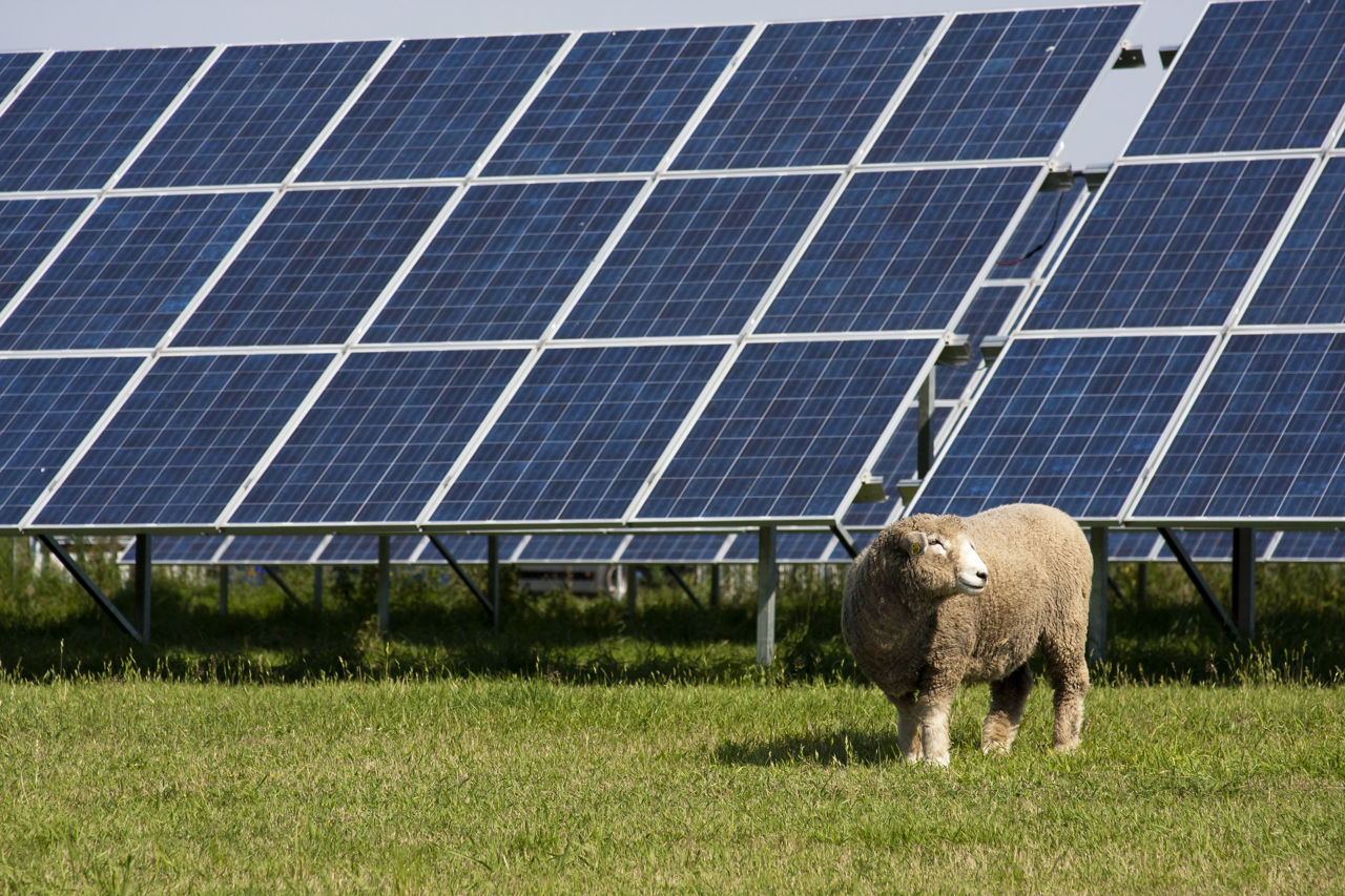 Sheep standing in front of Solar Panels