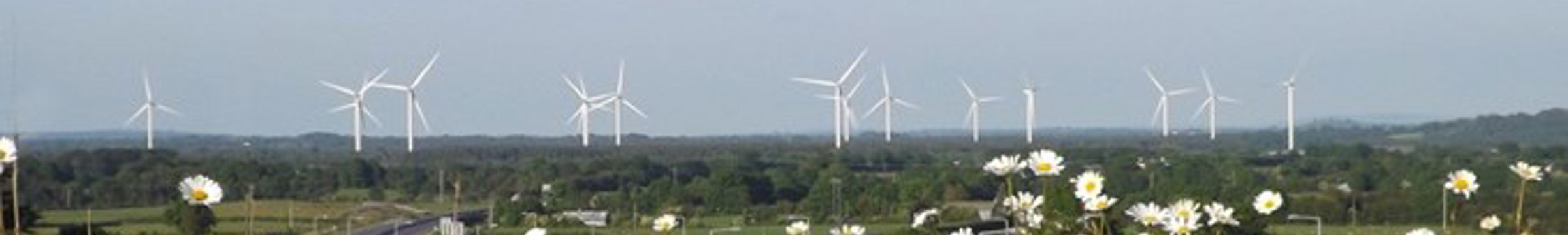 Field of daisies with wind turbines in the distance