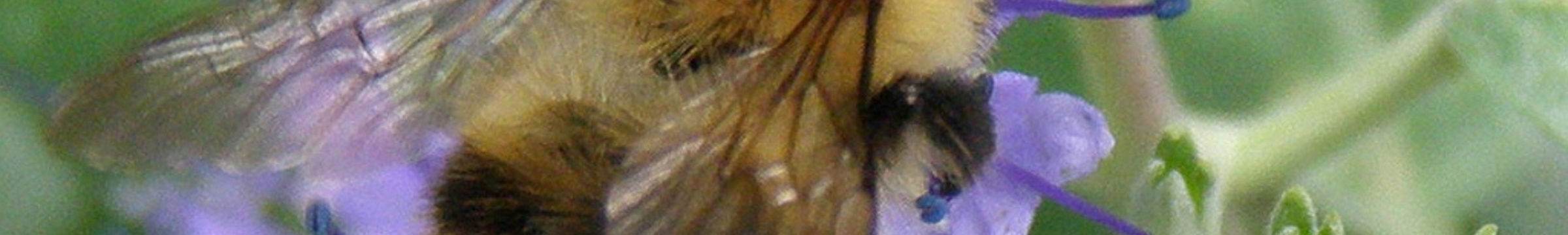 Bee on purple flower